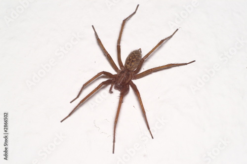 hauswinkelspinne ( tegenaria spec. ) photo