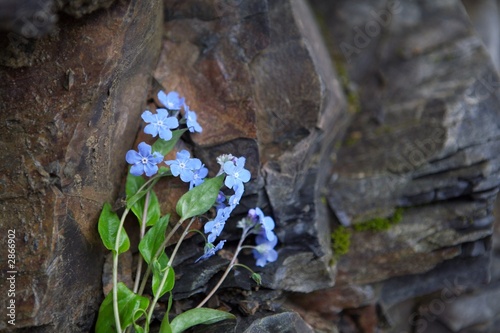 forget-me-not