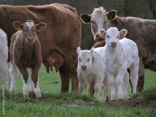 0845 - famille 