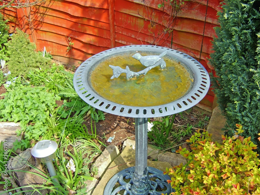 Fototapeta premium bird bath
