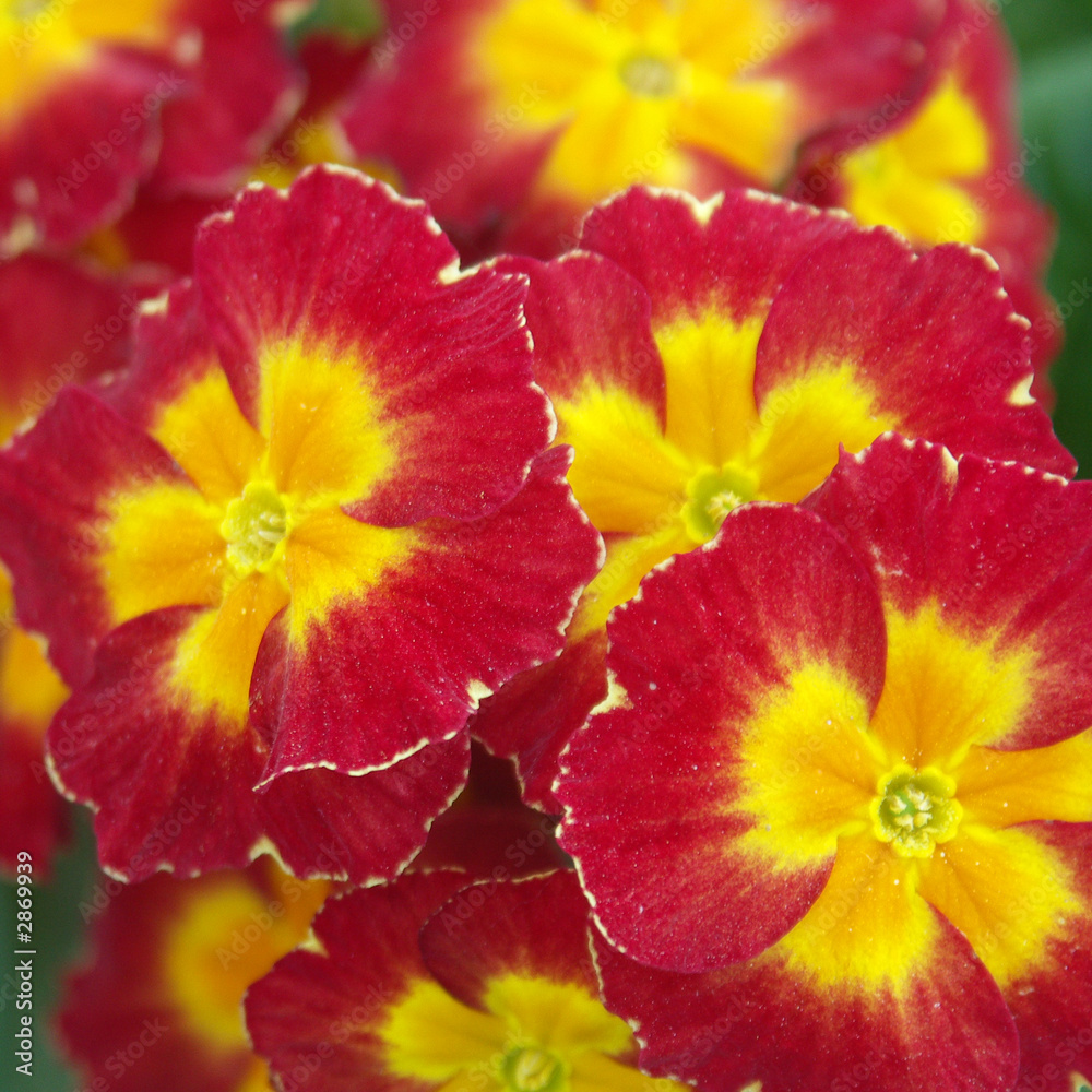 red and yellow primroses red and yellow primroses