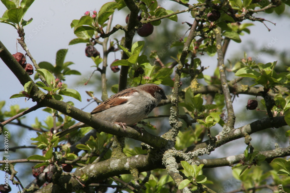 Fototapeta premium sparrow