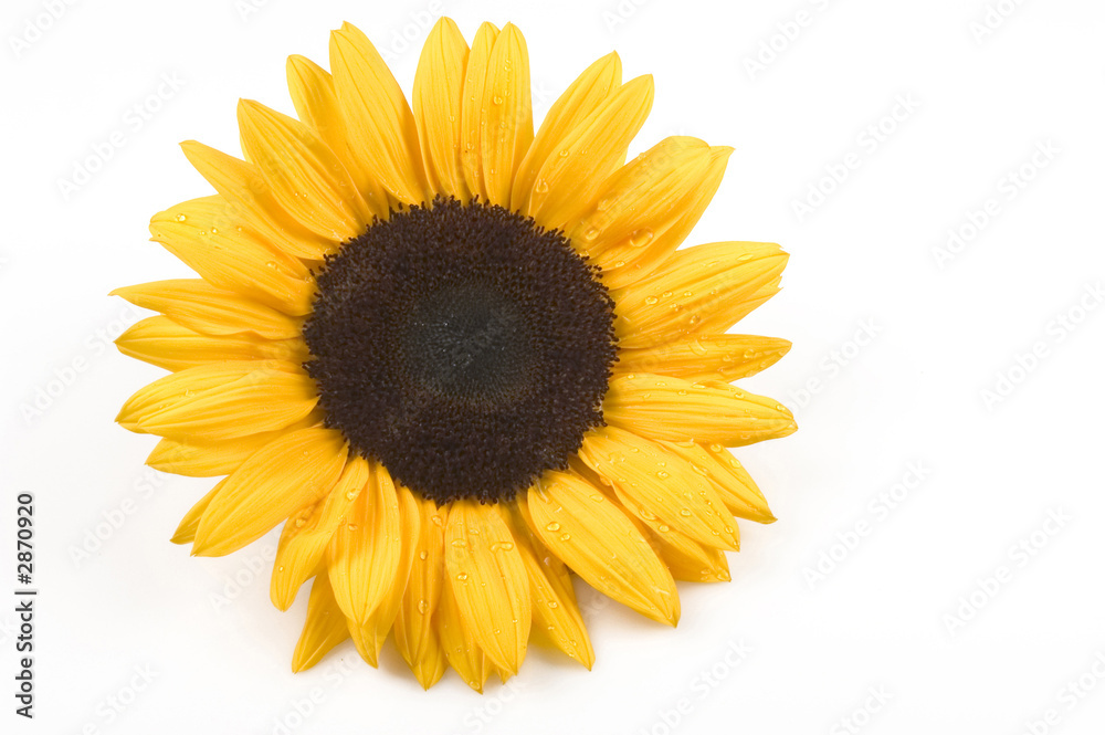 Fototapeta premium sunflower