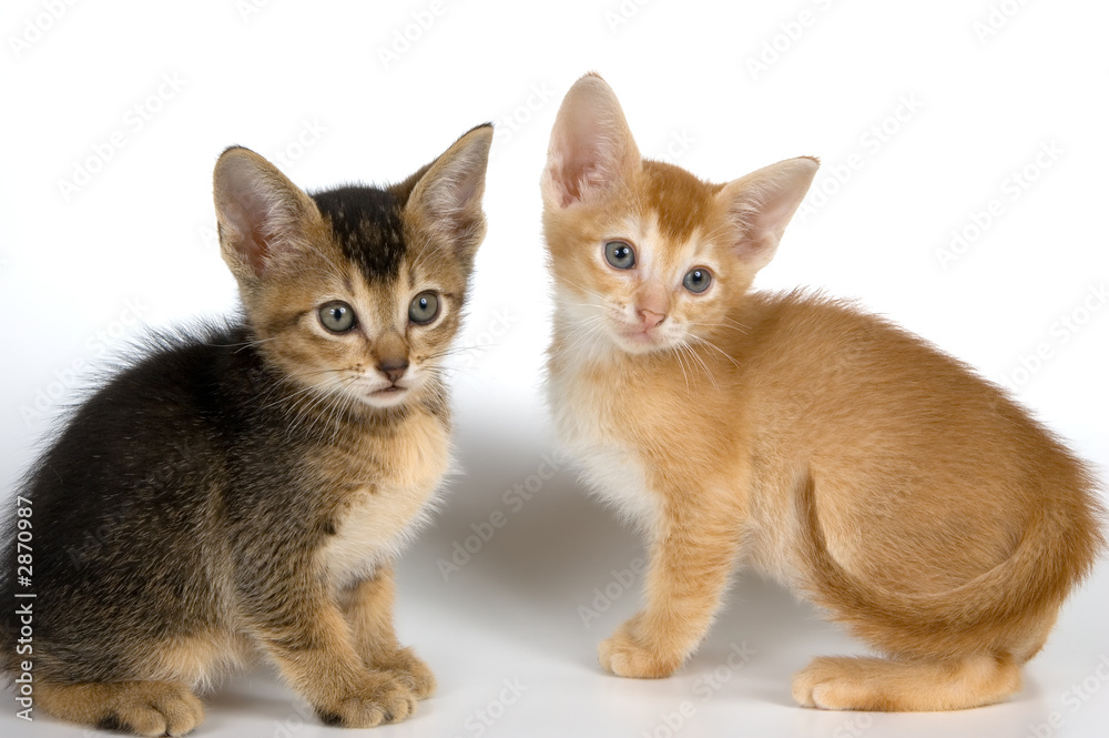 kittens in studio kittens in studio