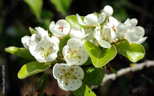 fleurs de poirier au printemps