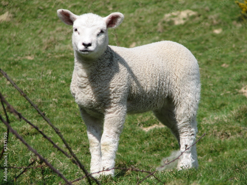 spring lamb