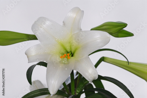 easter lily