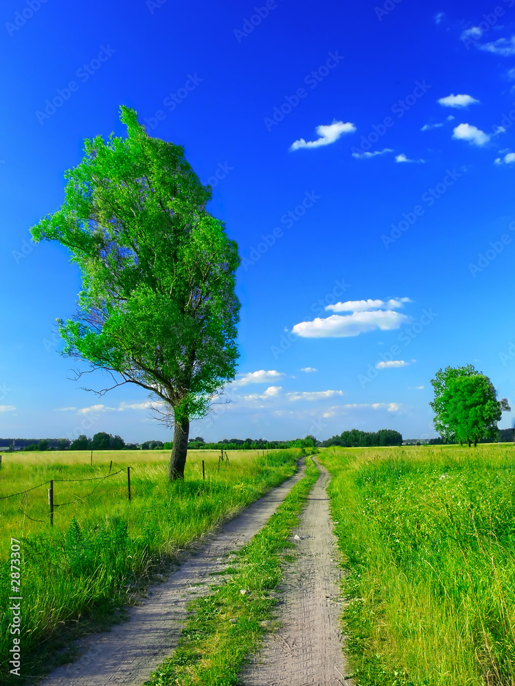 Obraz premium beautiful summer landscape