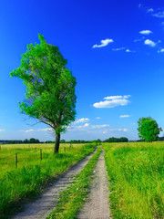Fotobehang Groen beautiful summer landscape  © Jaroslaw Grudzinski