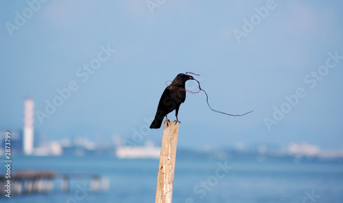 bird carrying string