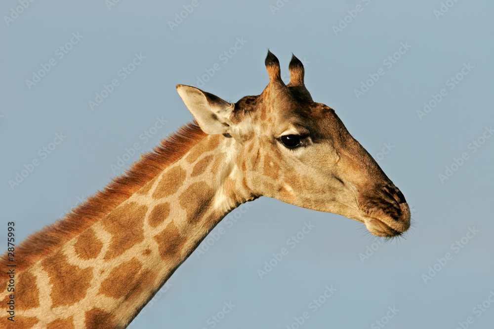 Obraz premium giraffe portrait
