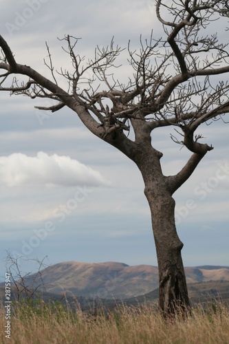 baum ii