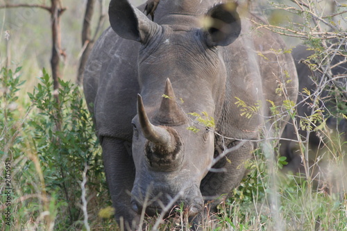 nashorn