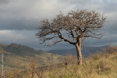baum i