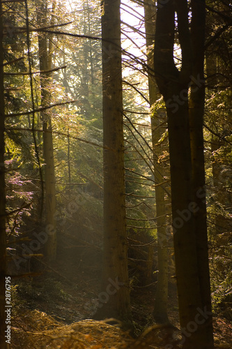 Wallpaper Mural foret Torontodigital.ca