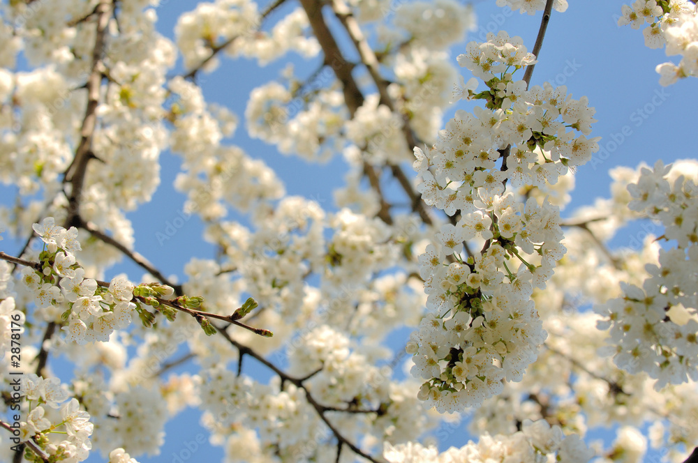 branche de cerisier en fleur