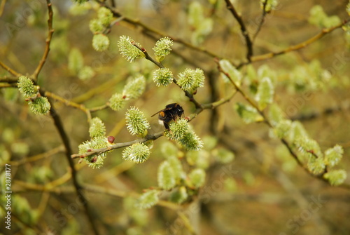 gadfly and flower © bestimagesever