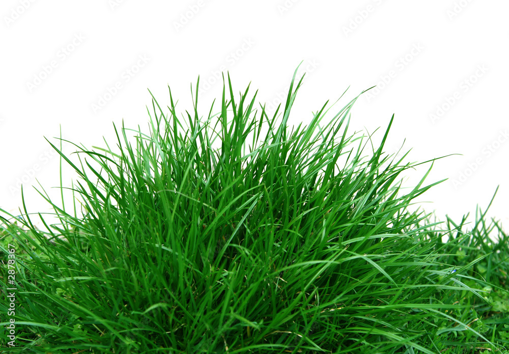 grass hive grass hive