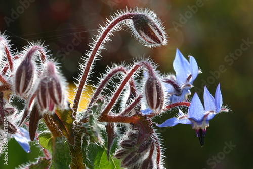 fleurs de bourrache photo