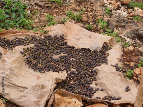 kaffeebohnen