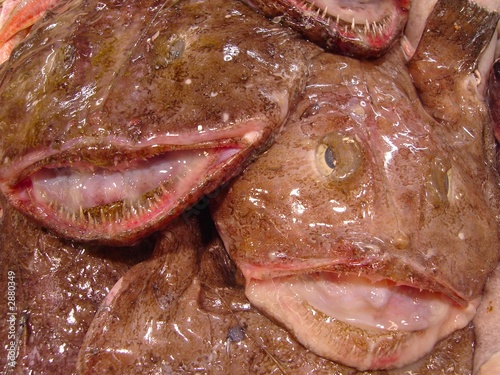 monk fish smiling