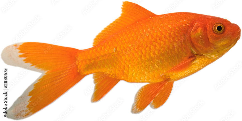 Bright pet goldfish swimming up that is isolated on a white background