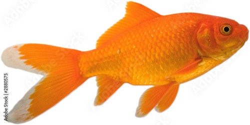 Bright pet goldfish swimming up that is isolated on a white background