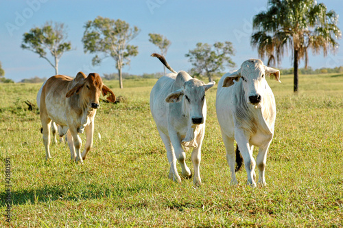 brahman cattle