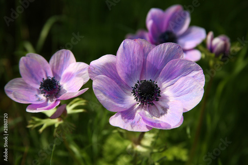 Obraz na plátně purple anemone spring flowers