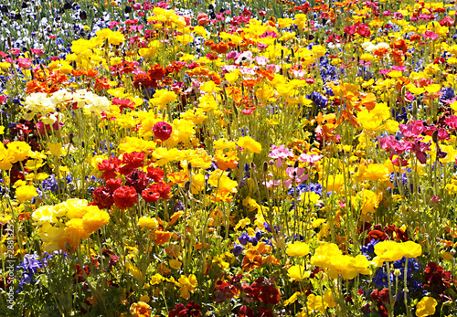 spring bulbs