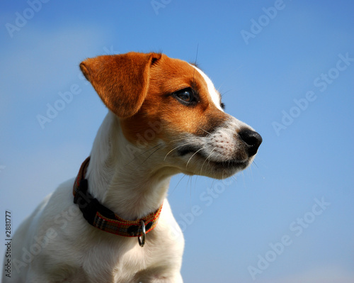 profil de chiot jack russel