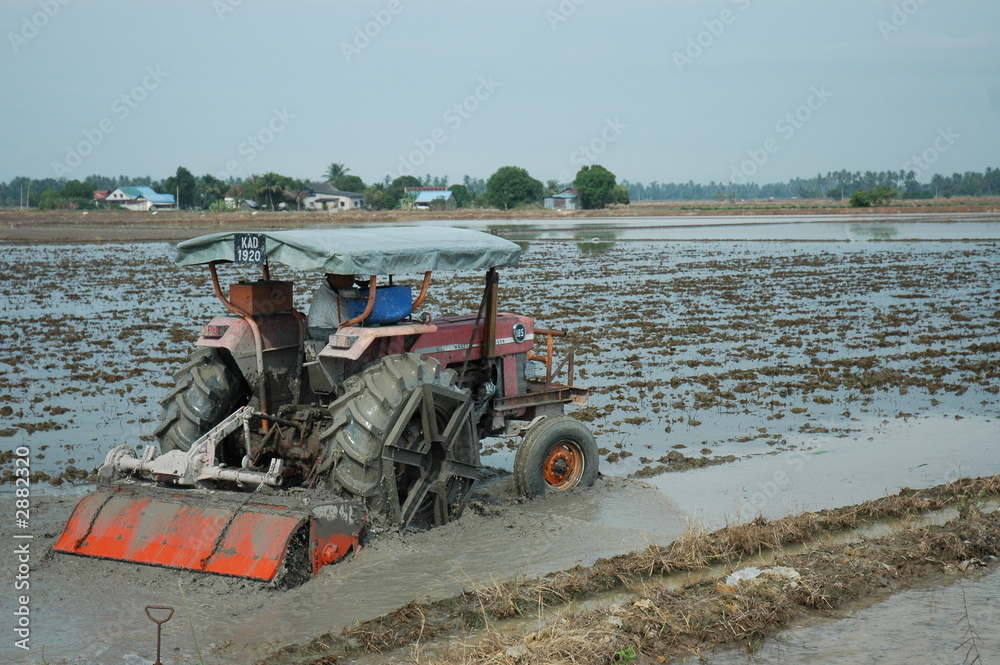 Fototapeta premium paddy field