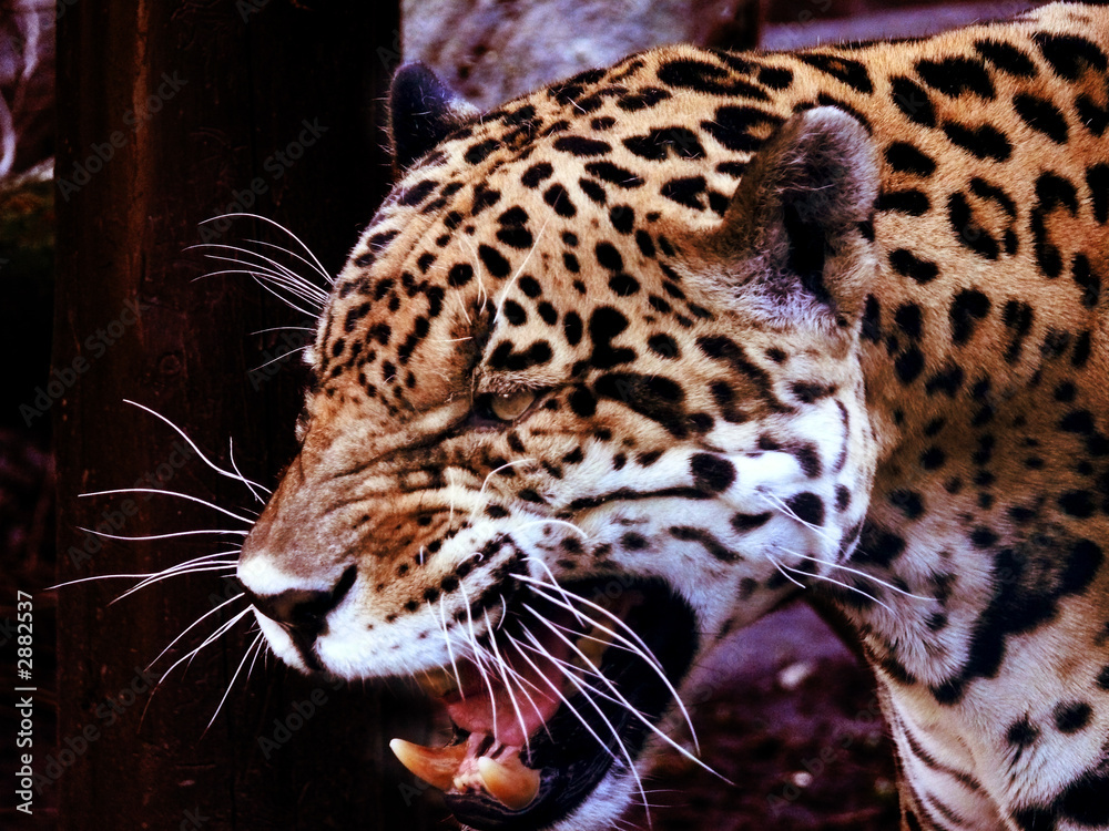 Fototapeta premium jaguar american leopard predator animal