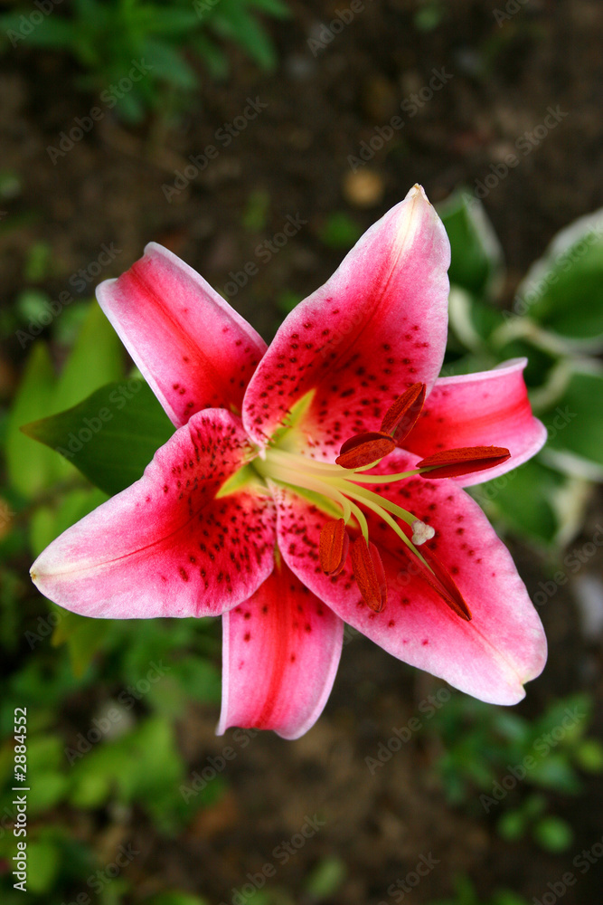 Fototapeta premium lily