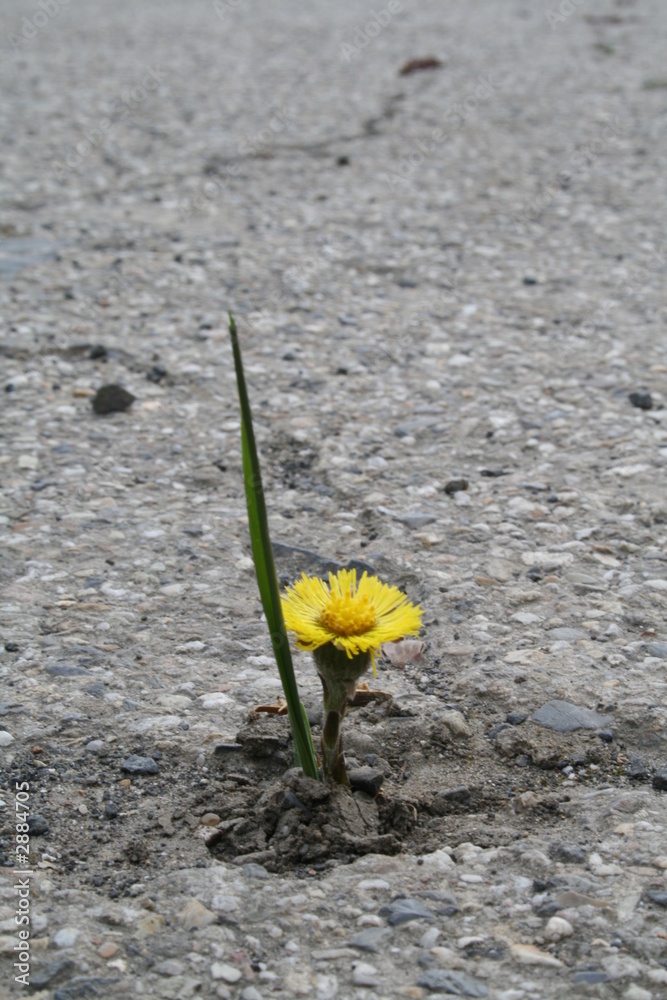 blume im asphalt StockFoto Adobe Stock