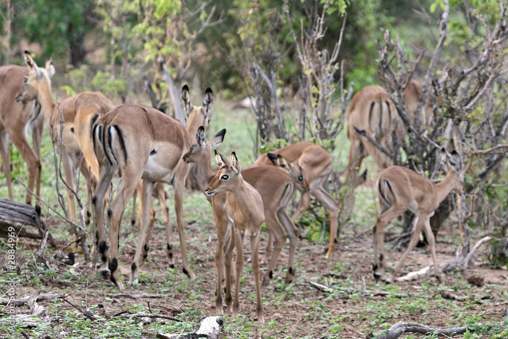 baby impala antelopes