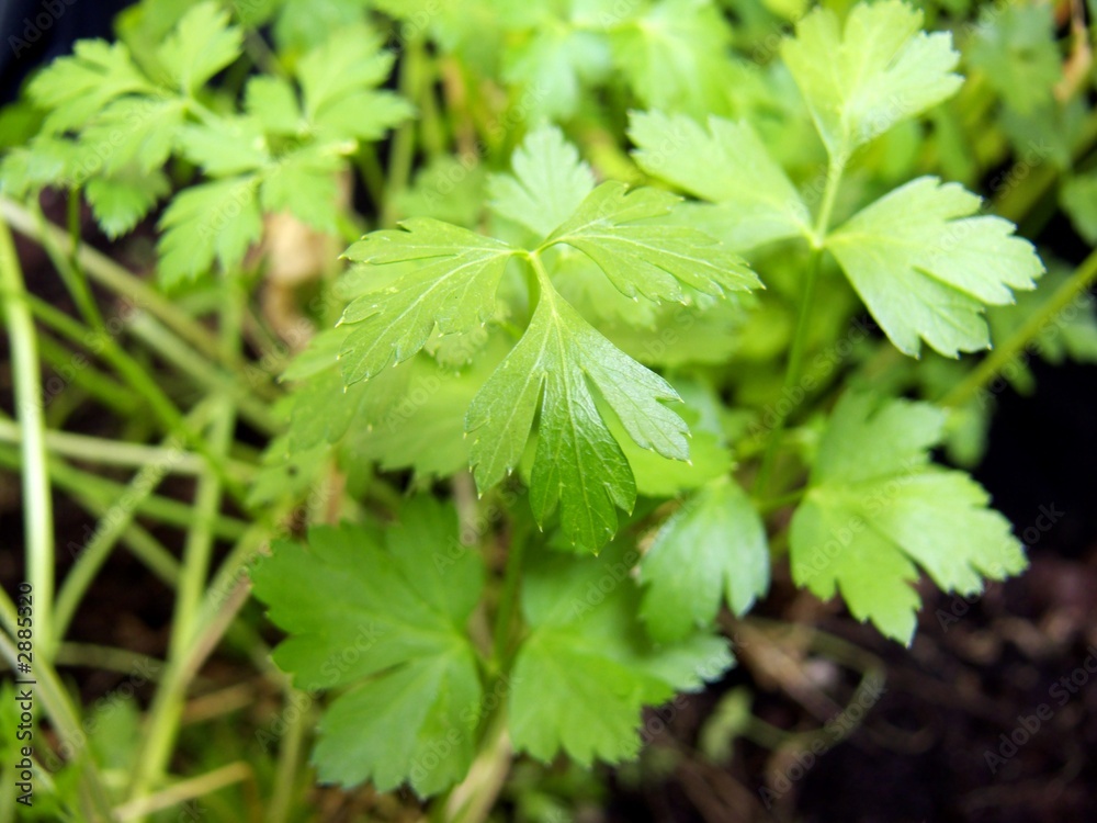 parsley concept parsley concept