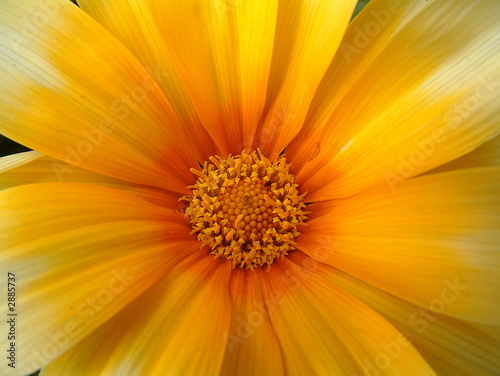 inside flower