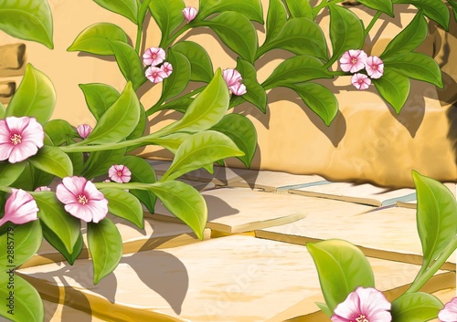 creeping plant with flowers