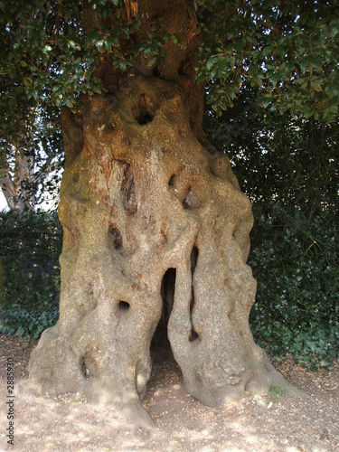 spooky hollow tree