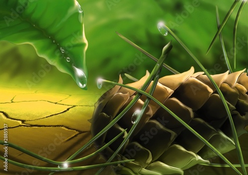dewy pine cone