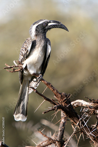 african grey hornbill photo