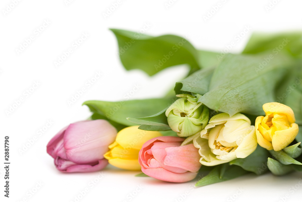 tulips tulips