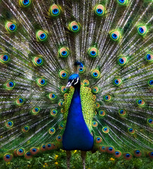 Fototapete Pfau Pfau mit glänzendem Federkleid  © Hunta