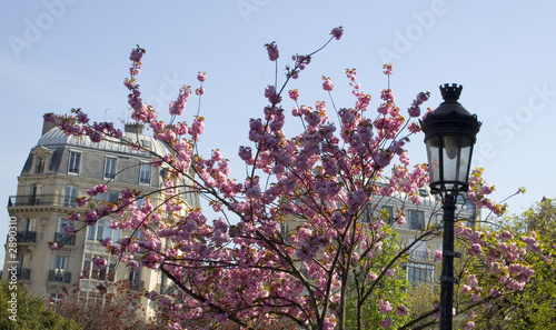 primavera francese photo