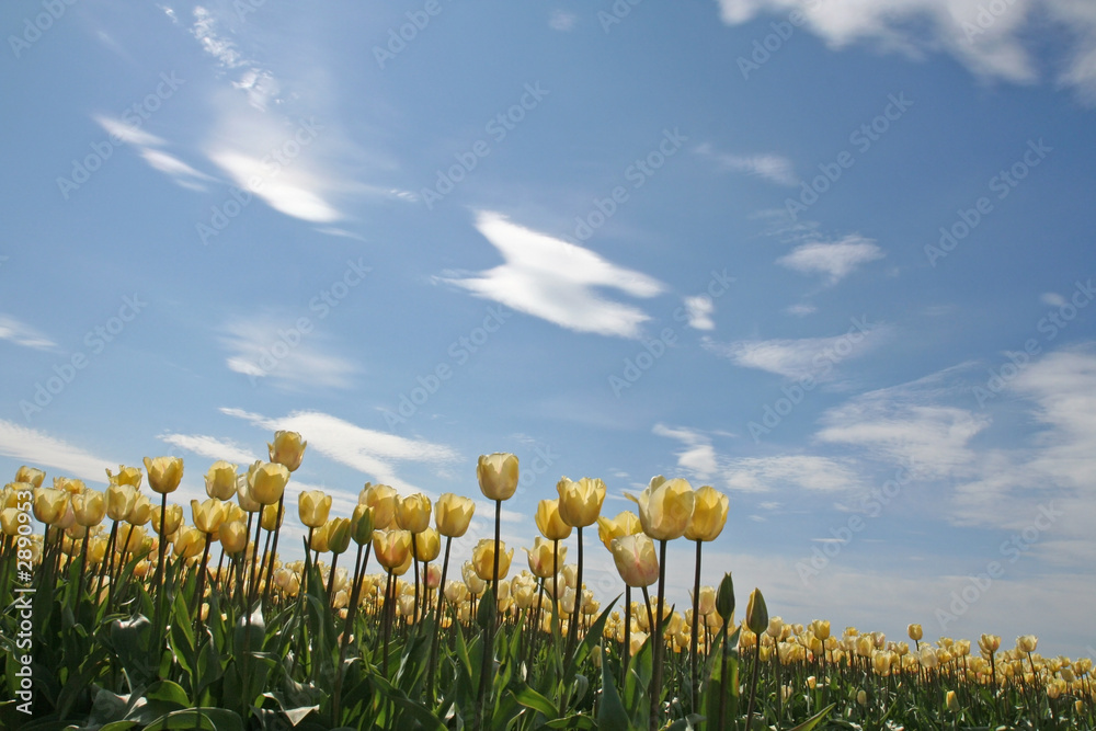 Obraz premium white tulips with dramatic clouds