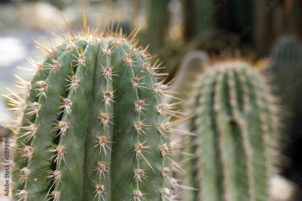 plenty of cactuses plenty of cactuses