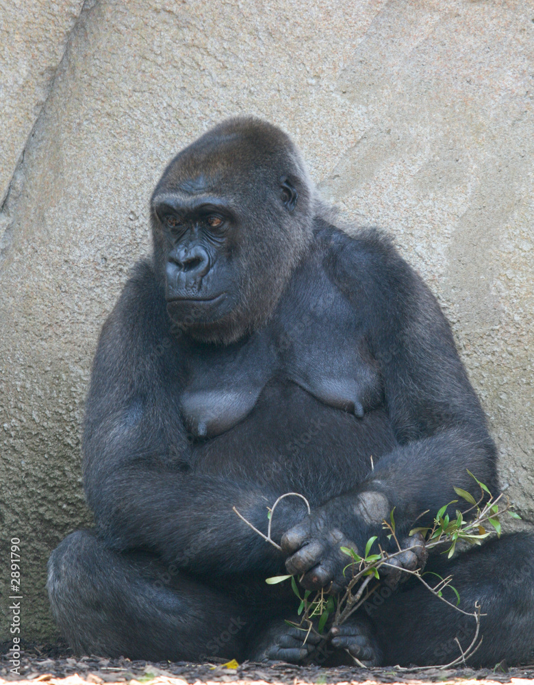 female gorilla