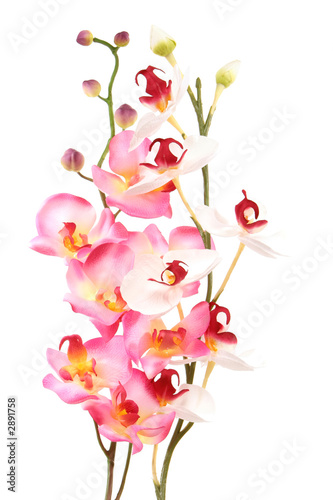 pink orchid © MaxFX