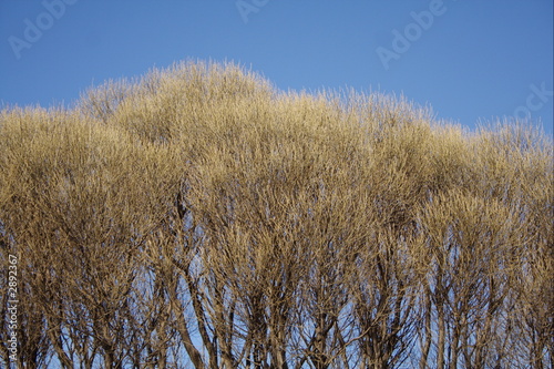 willow 1